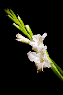 Line of white gladiolus flower isolated on black clipart