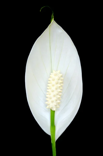 Peace lily bloom isolated on black — Stock Photo, Image