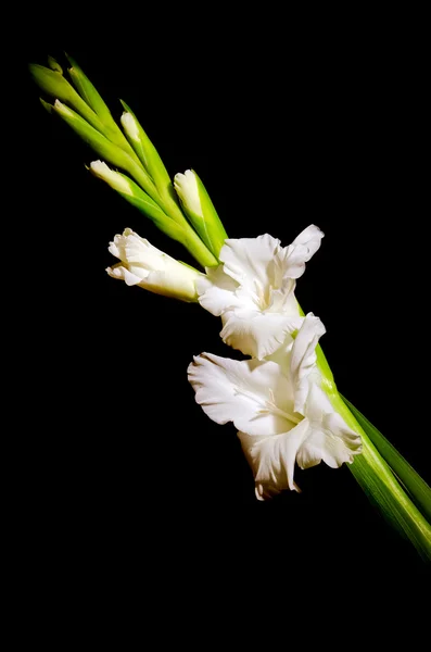 Line of white gladiolus flower isolated on black — Stock Photo, Image
