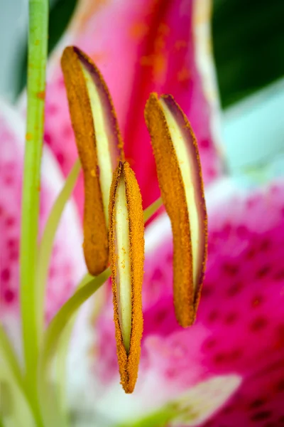 Stargazer lily çiçek makroyu kapatın — Stok fotoğraf