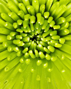 Extreme close up macro image of green spider mum or fuji mum flower clipart