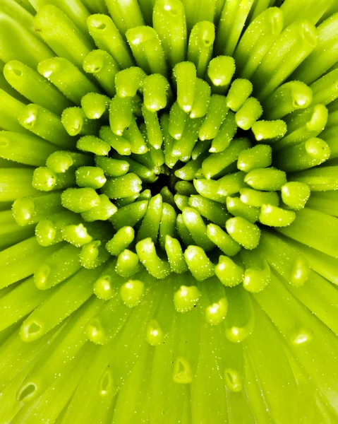 Extreme close up macro image of green spider mum or fuji mum flower — Stock Photo, Image