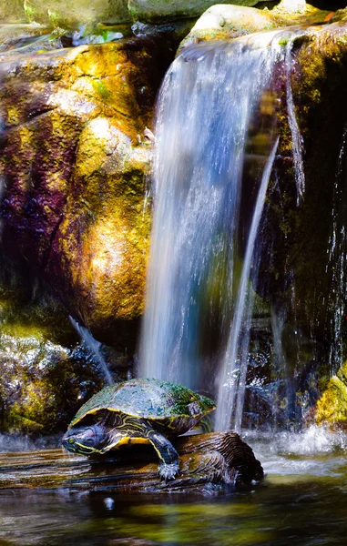 Boîte tortue soleil sous la cascade — Photo
