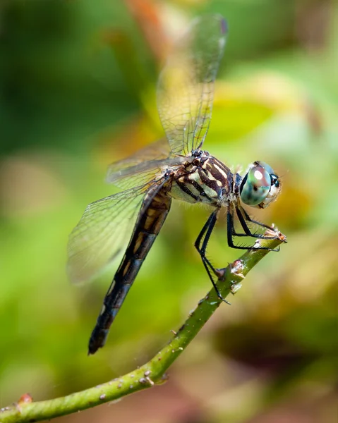 Dragonfly крупним планом — стокове фото