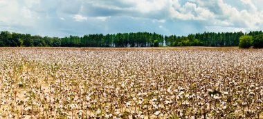 Cotton field in Alabama clipart