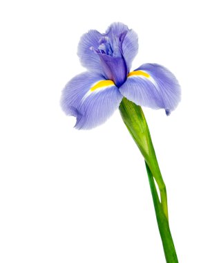Beyaz arka planda izole edilmiş güzel koyu mor iris çiçeği.