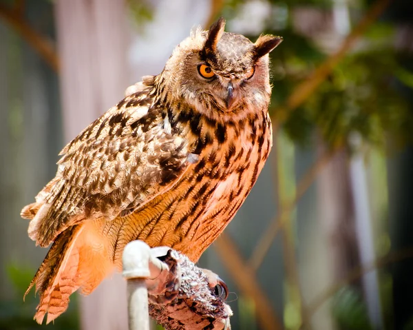 Portrait of Eurasian eagle owl — Stock Photo, Image
