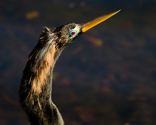 Retrato de anhinga, anhinga anhinga, pavo de agua — Foto de Stock