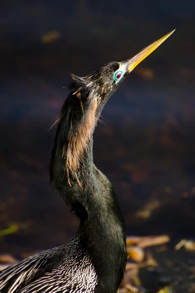 Retrato de anhinga, anhinga anhinga, peru aquático — Fotografia de Stock