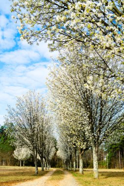 Bradford pear trees blooming in early spring along country path clipart