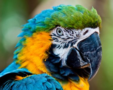 Close up portrait of blue and yellow macaw. clipart