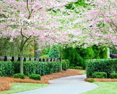 Curving residential sidewalk with blooming cherry trees during spring clipart