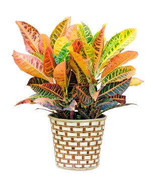 Croton house plant isolated on white background clipart