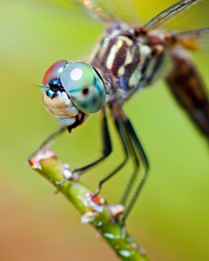 Dragonfly close up clipart