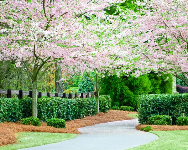 Изогнутый жилой тротуар с цветущими вишневыми деревьями весной — стоковое фото