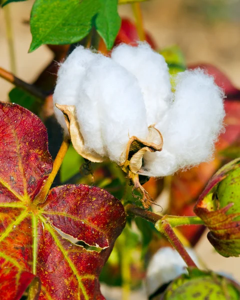 stock image Close up of cotton boll on plant