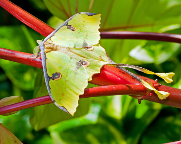 Giant luna moth in its environment.