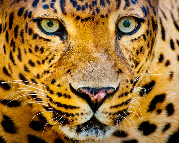 Nahaufnahme Porträt eines Leoparden mit intensiven Augen — Stockfoto