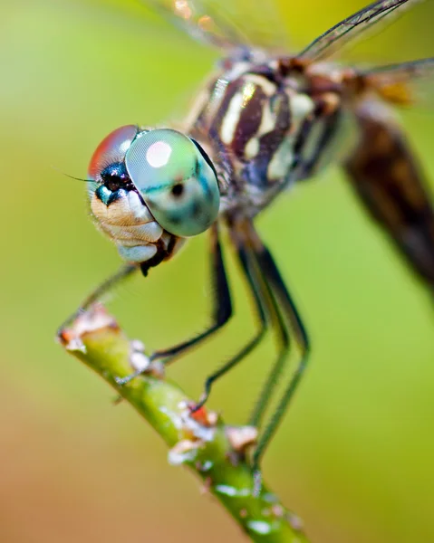 Dragonfly крупним планом — стокове фото