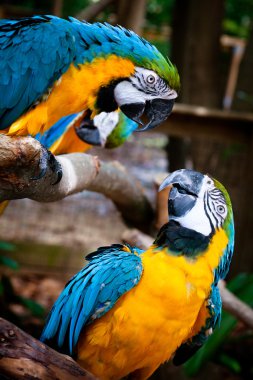 Blue and yellow macaws. clipart