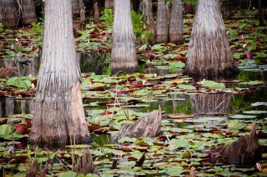 Cypress trees lily pads in Florida swamp clipart