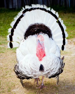 Turkey on farm clipart