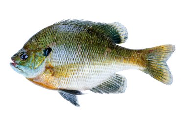 bluegill üzerinde beyaz izole güneş balığı, lepomis macrochirus,