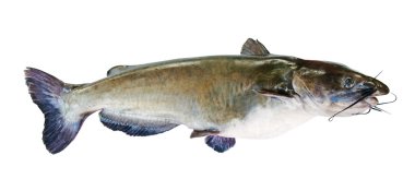 Flathead catfish, beyaz zemin üzerine izole