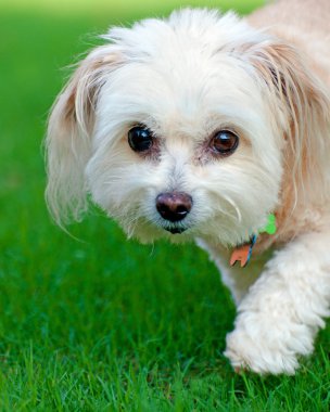 maltipoo köpek alanında çalışan portresi