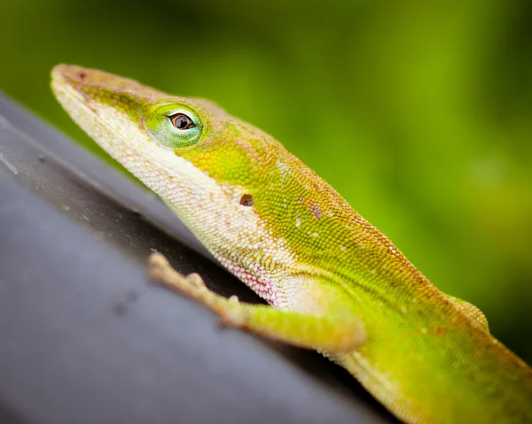 Close up portrait of Carolina anole lizard. — Stock Photo, Image