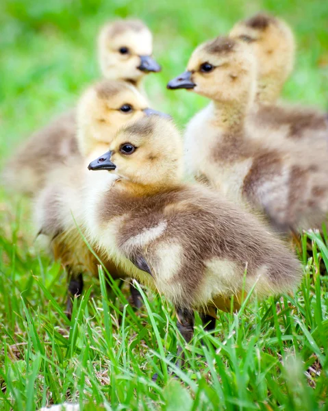 Young Canadian goslings — Stock Photo, Image