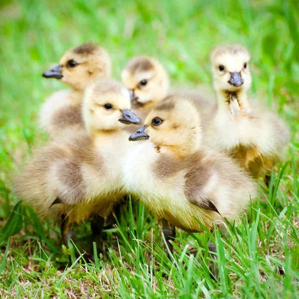 Young Canadian goslings — Stock Photo, Image