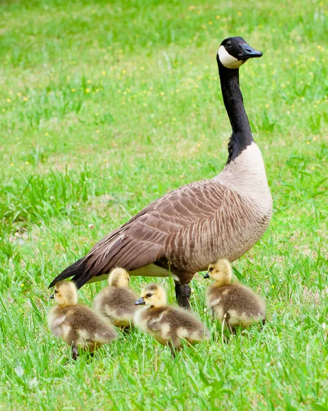 Canadian goose and her goslings during spring. — Stock Photo, Image