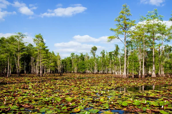 Cypress trees lily pads in Florida swamp — Stock Photo, Image