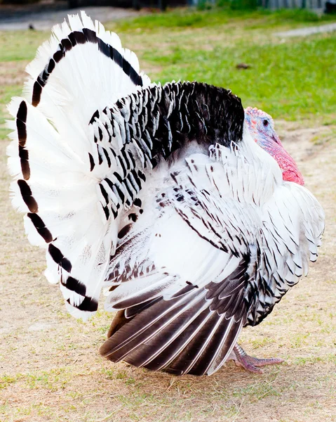 Turkey on farm — Stock Photo, Image