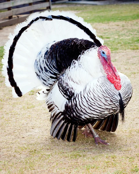Турция на ферме — стоковое фото