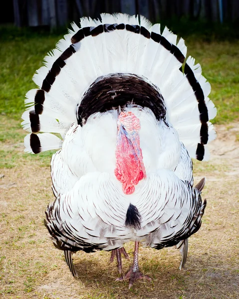 Турция на ферме — стоковое фото