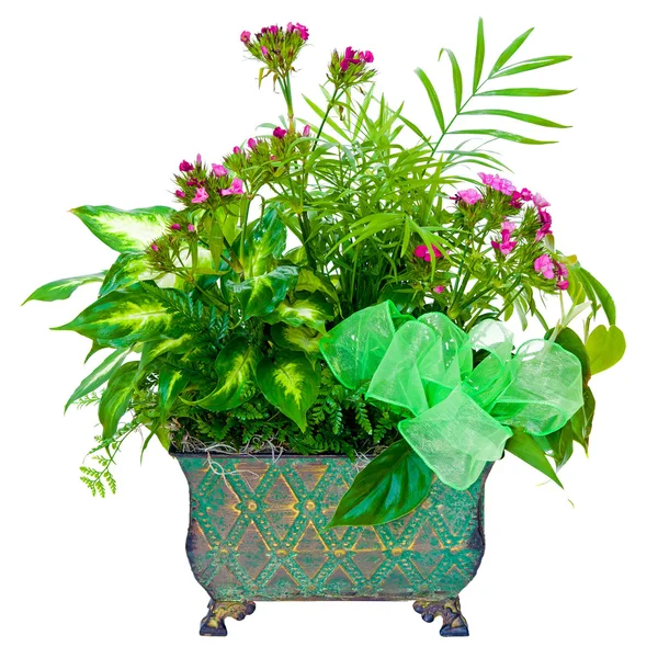 Floral plant arrangement — Stock Photo, Image