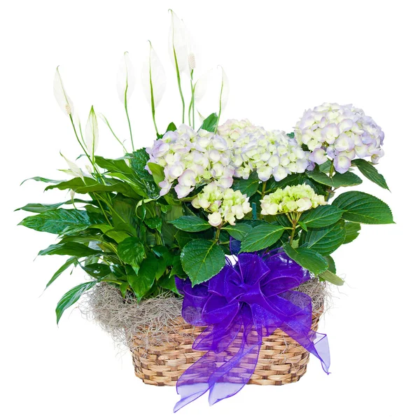 Floral plant arrangement — Stock Photo, Image