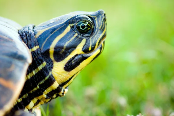 Close up portrait of turtle with copy space. — Stock Photo, Image