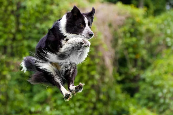 Frontera collie perro en el aire después de saltar de muelle en el agua . — Foto de Stock