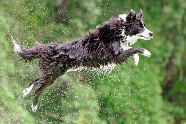 Border collie dog a mezz'aria dopo il salto dal molo in acqua . — Foto Stock