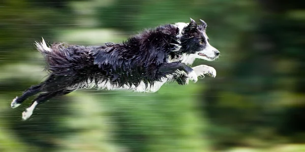 Perro collie frontera húmeda en el aire después de saltar del muelle en el agua, con desenfoque movimiento panorámico . —  Fotos de Stock