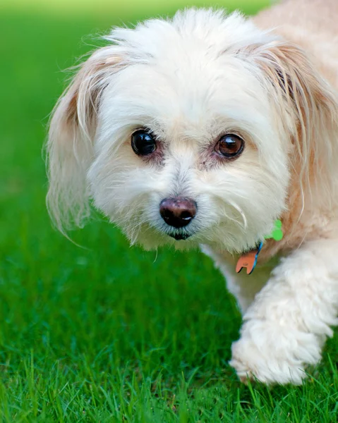 Portrét maltipoo psa v poli — Stock fotografie