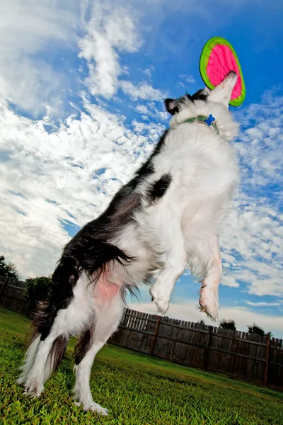Border Collie dog jumps and catches disc — Stock Photo, Image