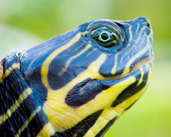 Kaplumbağa portresi kapatmak — Stok fotoğraf
