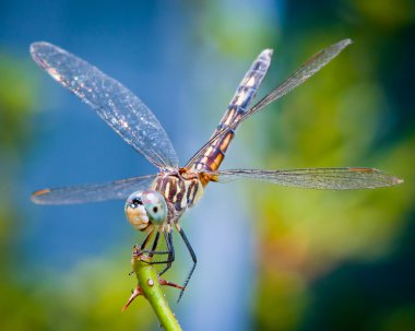 Dragonfly spreads wings clipart