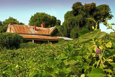 kudzu günbatımı yakınındaki tarafından evi harabeye yuttu