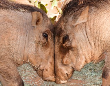 Warthogs butt heads over food clipart