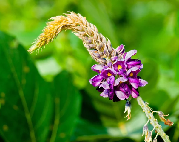 Flor de Kudzu —  Fotos de Stock